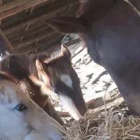 اسب|اسب و تجهیزات اسب‌سواری|گنبد کاووس, |دیوار