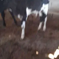 حمیدیه|حیوانات مزرعه|حمیدیه, |دیوار