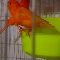 فروش تعدادی قناری رنگی اورژینال|پرنده|بابلسر, |دیوار