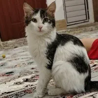 گربه واگذاری