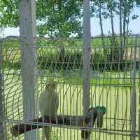 عروس هلندی