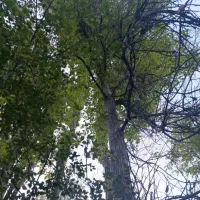 باغ ییلاقی روبه رودخانه روستای مغان با جوی آب زیبا|فروش خانه و ویلا|مشهد, کوی سیدی|دیوار