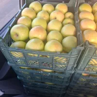 سیب درجه یک|خوردنی و آشامیدنی|شیراز, شهرک فرهنگیان|دیوار