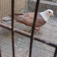 کله سفید