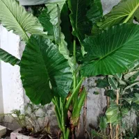 گل بابا ادم  بزرگ