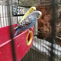 چهار مرغ عشق دررنگهای مختلف|پرنده|شهرضا, |دیوار