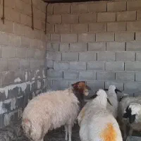 ۷راس میش چاق و دو راس قوچ