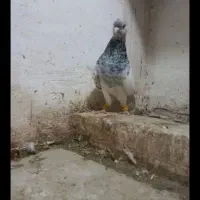 کله ماده|پرنده|مشهد, باغستان|دیوار