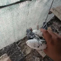 کفتر|پرنده|کرمان, |دیوار