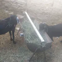 بزوبزغاله