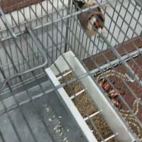 سهره معاوضه با سهره قناری بخون|پرنده|بروجرد, |دیوار