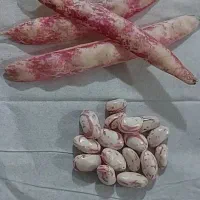 لوبیا چیتی اعلا