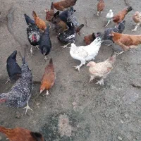 جوجه محلی بومی اصیل|حیوانات مزرعه|احمدسرگوراب, |دیوار