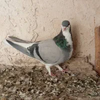 شهری سبز ماده بدون تو دست ودم به شرط تخم وجوجه ۷۰۰