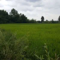 برنج شالیزار