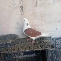 کبوتر بلند پرواز|پرنده|نوشین شهر, |دیوار