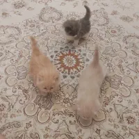 گربه پرشین سیبرین