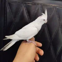 عروس هلندی آلبینو