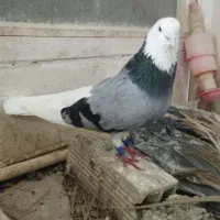 موکت پلنگ سبزنر