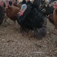 فروش بوقلمون کلی و جزئی