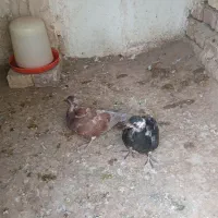 جوجه