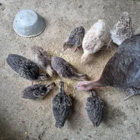 جوجه بوقلمون