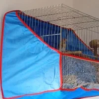 قناری بخون بخون|پرنده|کرمان, |دیوار