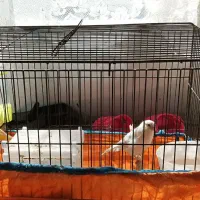 فروش قناری مرغ عشق عروس هلندی پرورش یافته درسالن|پرنده|سیستان, |دیوار