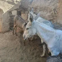 شیر خر یا الاغ|خوردنی و آشامیدنی|بهمن صغاد, |دیوار