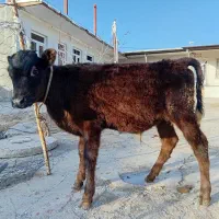 گوساله نر|حیوانات مزرعه|ایجرود, |دیوار