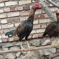 خروس|حیوانات مزرعه|فیرورق, |دیوار