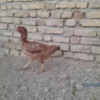 بوقلمون و مرغ|حیوانات مزرعه|سجاس رود, |دیوار