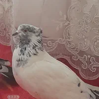 کله دم و پلاکی