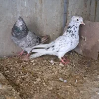 سرور دم سفید زاغ دمسفید