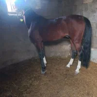 نریان سردار|اسب و تجهیزات اسب‌سواری|مشگین شهر, |دیوار