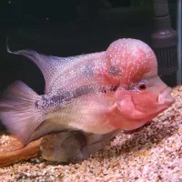 فلاور بالغ مولد|ماهی|ارومیه, |دیوار