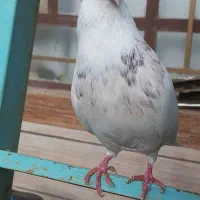 طوقی نر دستی