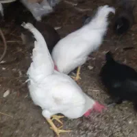 خروس سفید جوان