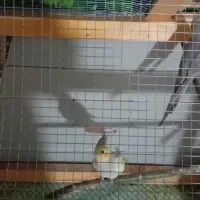 عروس هلندی|پرنده|جوین, |دیوار