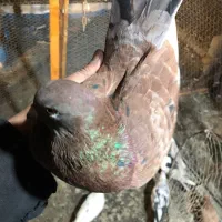 کبوتر یجایی و تکی زردی ،سرخ سرور تهرانی طوقی