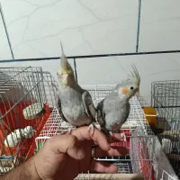 فروش فوری عروس هلندی دستی یک جفت|پرنده|شیراز, سیاه سنگ|دیوار