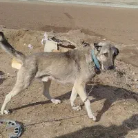 سگ دورگه سرحال