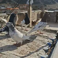 هفت عدد نقش آس آس