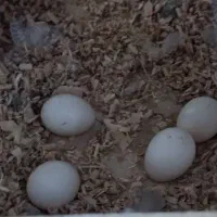 یه جفت عروس هلندی|پرنده|رودهن, |دیوار