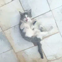 واگذاری گربه، رفسنجان