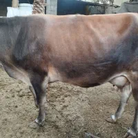 فروش گاو و گوساله|حیوانات مزرعه|لامرد, |دیوار