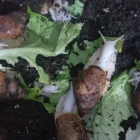 حراج حلزون در اندازه های مختلف