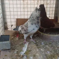 کبوترکفترنرماده شمرونی