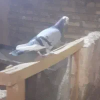 کبوتر|پرنده|خوی, |دیوار