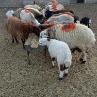 میش زاییده  داشتی درجه یک|حیوانات مزرعه|کاشمر, |دیوار